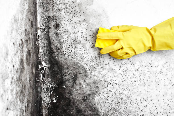 Best HVAC Mold Inspection and Cleaning  in Mount Holly, NC