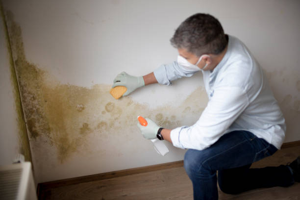 Best Mold Removal for HVAC Installations  in Mount Holly, NC