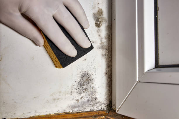 Best Mold Remediation for Healthcare Facilities  in Mount Holly, NC